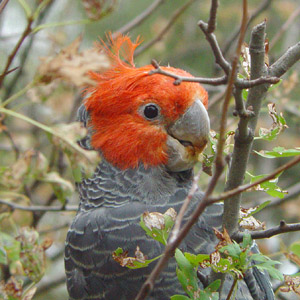 A male Gang Gang Cockatoo feeding on Hawthorn berries in Daylesford, Victoria, Ausralia