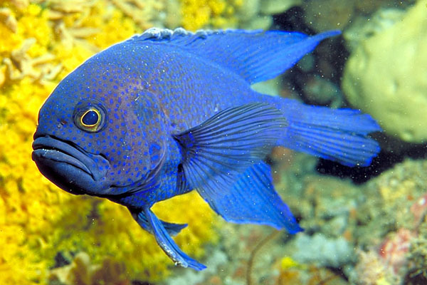 Western Blue Devilfish Paraplesiops meleagris