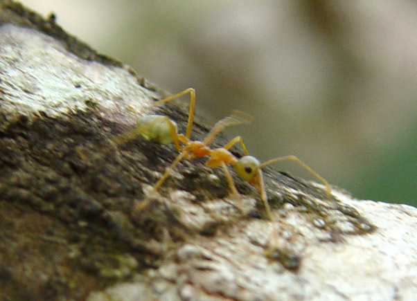 Green Ant walking along mangrove branch in Far Northern Queensland