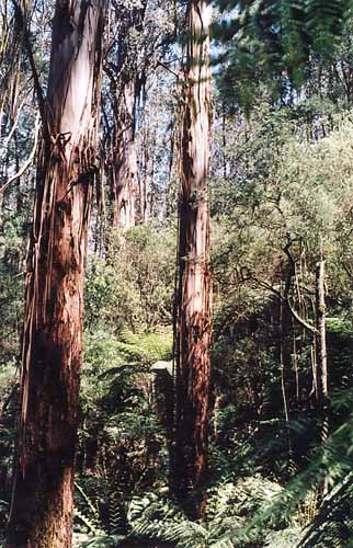 eucalyptus regnans - Mountain Ash - Victoria Australia